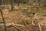 незаконная вырубка деревьев