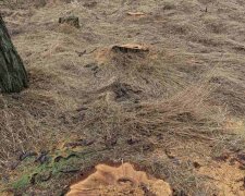 На Черкащині виявили факт незаконної вирубки дерев