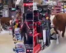 Корова влаштувала хаос у магазині