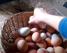 Яйца. Фото: скриншот YouTube.
