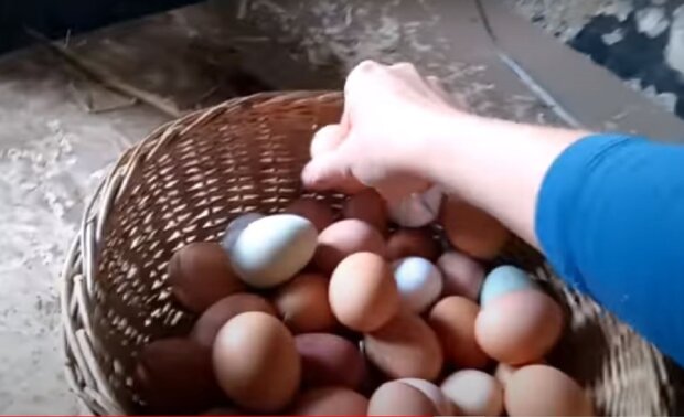 Яйца. Фото: скриншот YouTube.