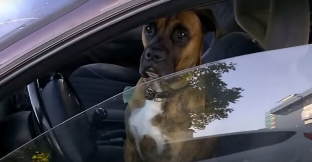 Собака за рулем: скрин с видео