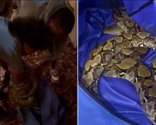 16-летняя Оня боролась с большой змеей