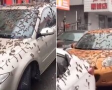Дощ із хробаків у Китаї: скрін з відео