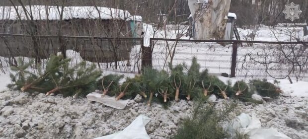Шкода від порубу сосен на території Басівського парку склала понад 170 тисяч гривень