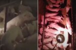 Это было более чем в три раза больше среднего размера опороса