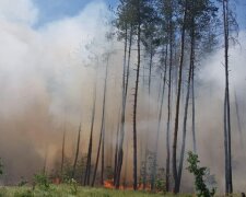 Черговий акт екоциду: понад 100 га за тиждень – такі масштаби знищення лісу росіянами на Лиманському напрямку