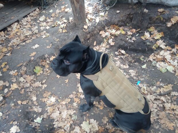 Украинский собака-разведчик отгрыз себе лапу, чтобы убежать от врага