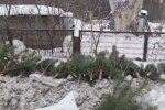 Шкода від порубу сосен на території Басівського парку склала понад 170 тисяч гривень