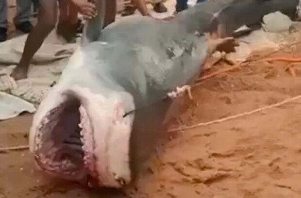 Акула, которая съела россиянина, была поймана