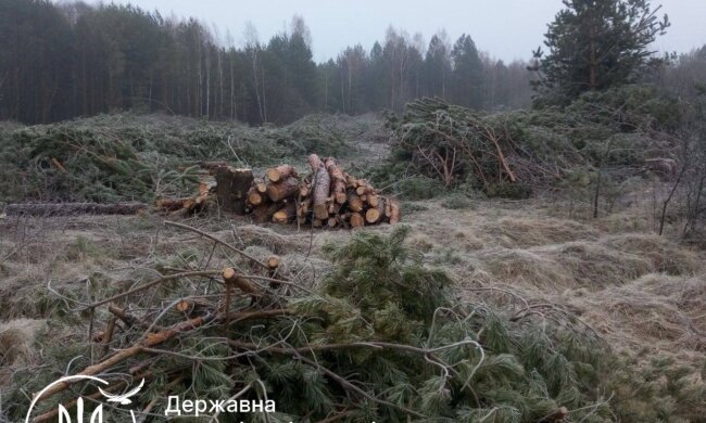 незаконная вырубка деревьев