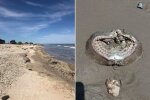 Крупный экземпляр был найден на полуострове Боливар