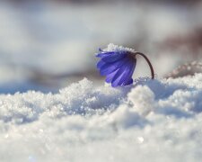 Снег и солнце: какой будет погода 11 февраля?