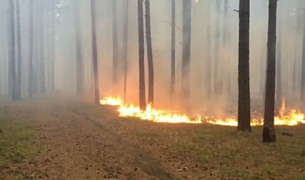 Лесные пожары. Фото: скриншот Youtube-видео