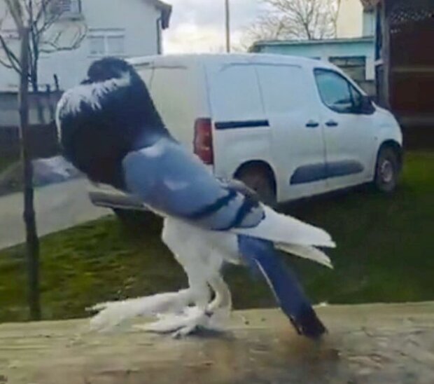 Унікальний голуб: скрін з відео