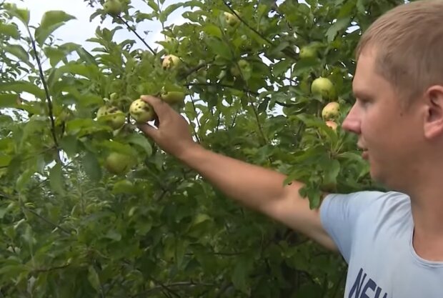 Яблоки в Украине