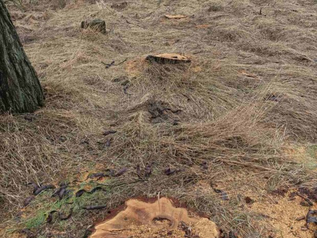 На Черкащині виявили факт незаконної вирубки дерев