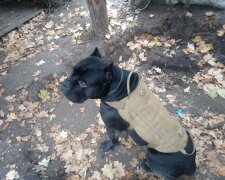 Украинский собака-разведчик отгрыз себе лапу, чтобы убежать от врага