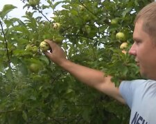 Яблоки в Украине
