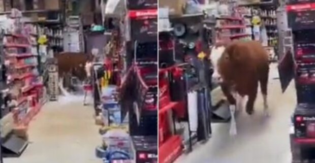 Корова устроила хаос в магазине