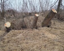 Фахівці Держекоінспекції виявили десятки порубаних дерев на Сумщині