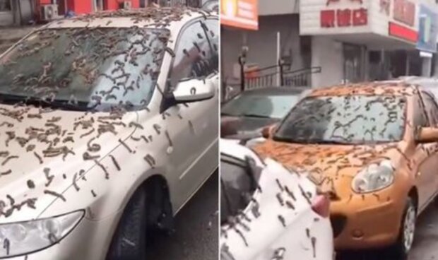 Дощ із хробаків у Китаї: скрін з відео