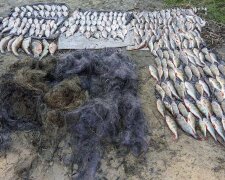 Наловили риби на понад мільйон гривень: фахівці Держекоінспекції припинили незаконну діяльність