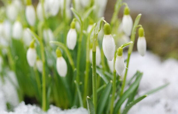 К Украине приближается весна: прогноз погоды на 7 февраля