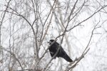 Снег. Фото: скриншот YouTube-видео