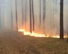 Лесные пожары. Фото: скриншот Youtube-видео