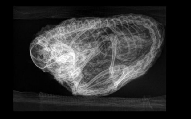 Ученые сделали животному рентгеновский снимок