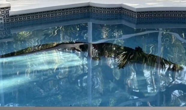Алигатор пролез в бассейн частного дома