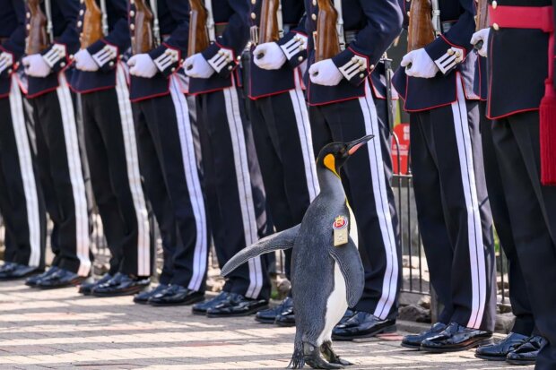 Королевский пингвин стал генерал-майором