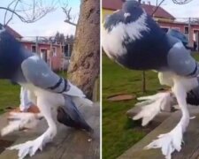 Уникальный голубь: скрин с видео