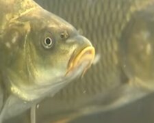Свіжа риба: скрін з відео