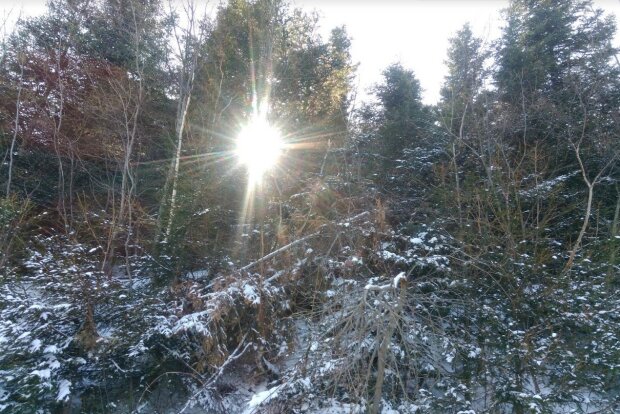 Магия зимнего леса. Фото: Акценты
