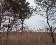 Пасмурная погода: скрин с видео