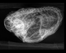 Вчені зробили тварині рентгенівський знімок