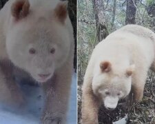 Редкое животное было замечено в заповеднике в Китае