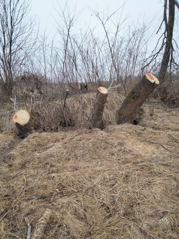 Специалисты Госэкоинспекции обнаружили десятки порубленных деревьев в Сумской области