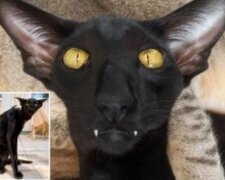 Кіт-вампір: скрін з мережі