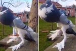 Уникальный голубь: скрин с видео