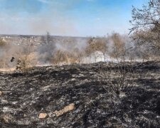 Уничтожено более 9000 гектаров уникальных природных комплексов: в Донецкой области пытаются спасти от войны Национальный природный парк