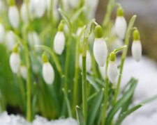 К Украине приближается весна: прогноз погоды на 7 февраля