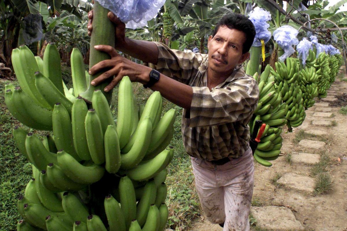 Бананы растут в россии. Банановые плантации в Эквадоре. Плантации бананов в Эквадоре. Эквадор бананы плантации. Банановые плантации в Эквадоре фото.